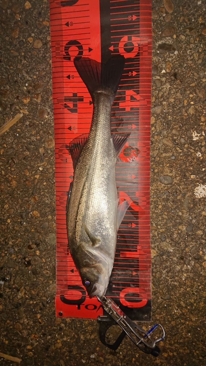 セイゴ（マルスズキ）