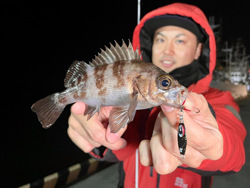 シロメバルの釣果