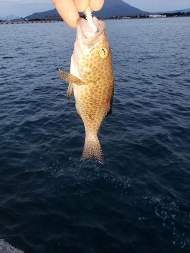 オオモンハタの釣果