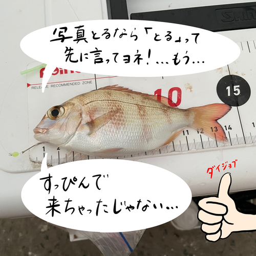 チャリコの釣果