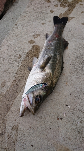 フッコ（マルスズキ）の釣果