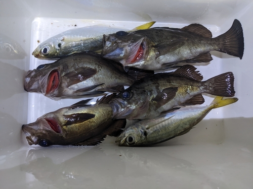 シロメバルの釣果