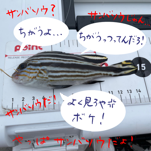 コロダイの釣果