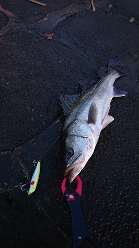 セイゴ（マルスズキ）の釣果