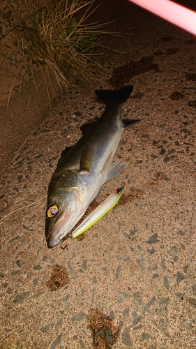 セイゴ（マルスズキ）の釣果