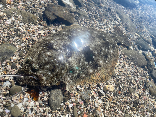 ヒラメの釣果