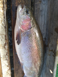 ニジマスの釣果