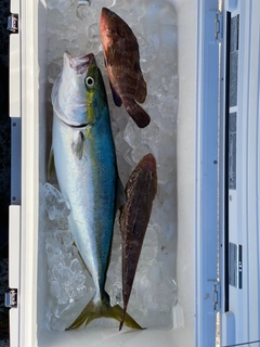 ハマチの釣果