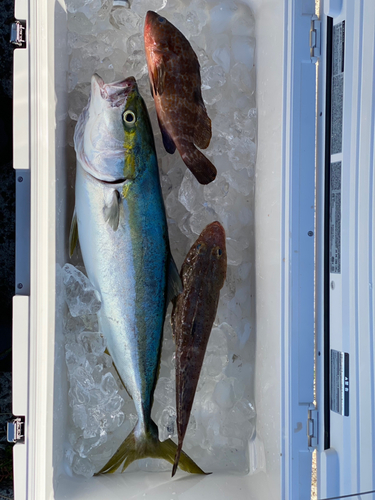 ハマチの釣果