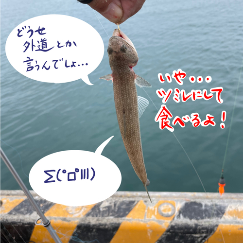 エソの釣果