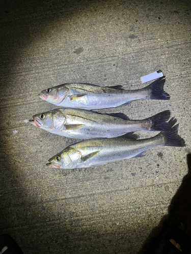 シーバスの釣果