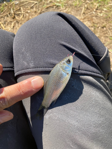 フナの釣果