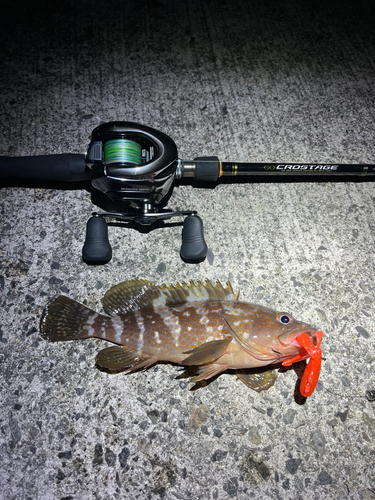 アコウの釣果