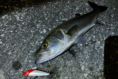 フッコ（マルスズキ）の釣果