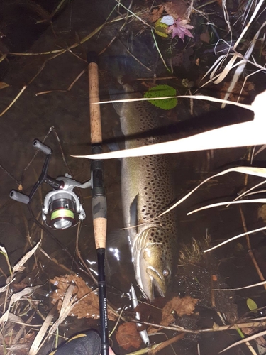 ブラウントラウトの釣果