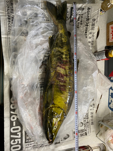 アキアジの釣果