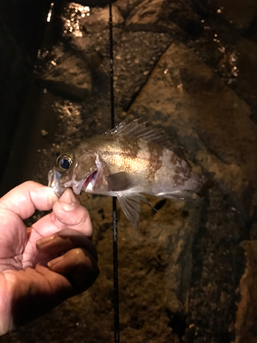 シロメバルの釣果