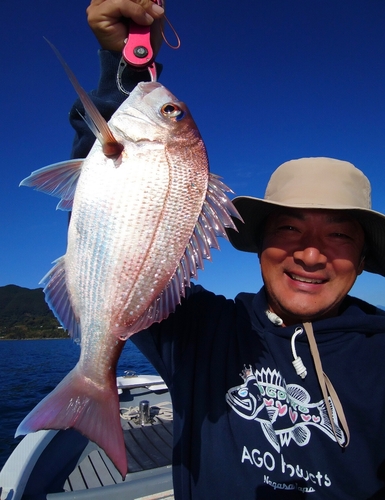 マダイの釣果