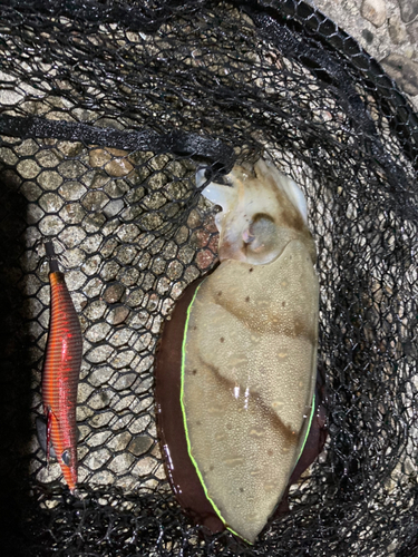 モンゴウイカの釣果