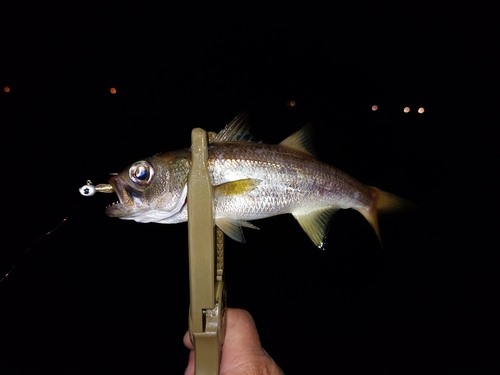 ムツの釣果