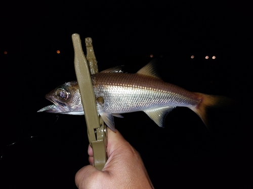 ムツの釣果