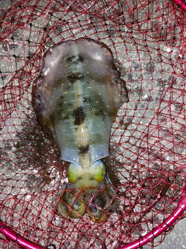 モイカの釣果