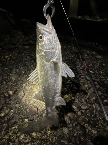 セイゴ（マルスズキ）の釣果