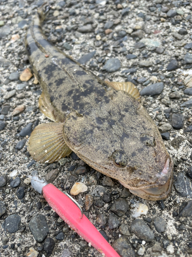 マゴチの釣果