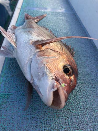 マダイの釣果