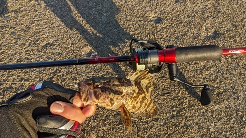 タケノコメバルの釣果