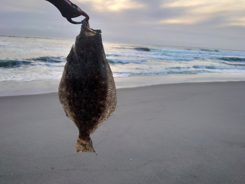 ソゲの釣果