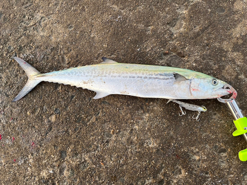 サゴシの釣果