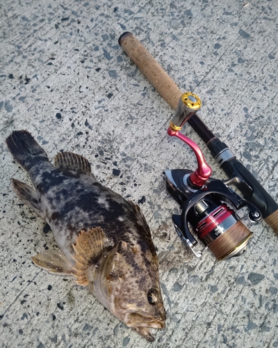 タケノコメバルの釣果