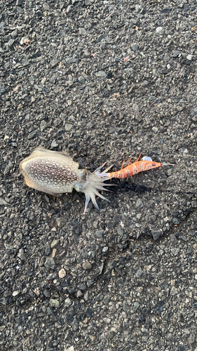 シリヤケイカの釣果