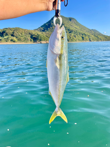 ハマチの釣果