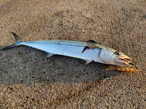 サゴシの釣果