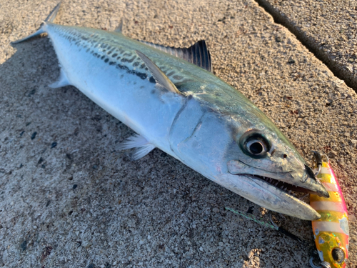 サゴシの釣果