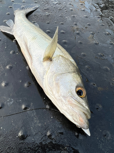 スズキの釣果