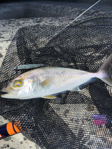 ネイリの釣果