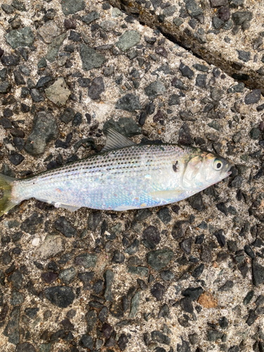 コノシロの釣果