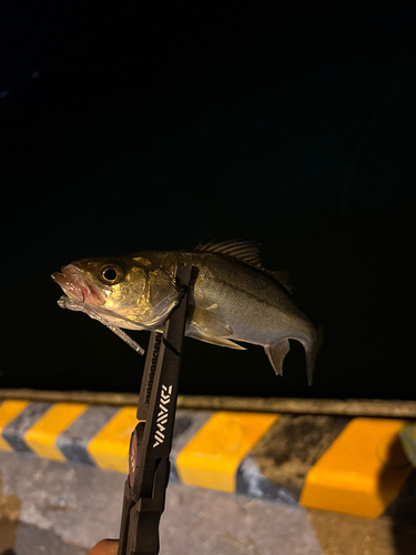 セイゴ（ヒラスズキ）の釣果