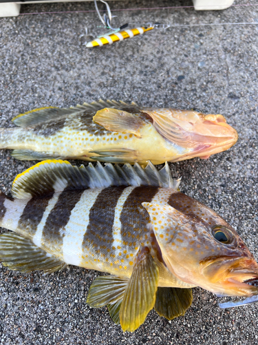 アオハタの釣果