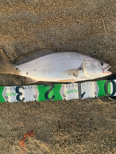 ニベの釣果