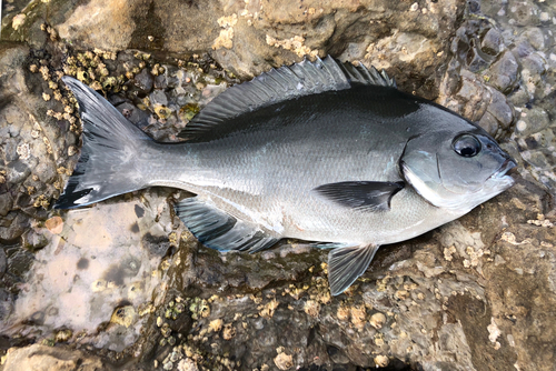 メジナの釣果