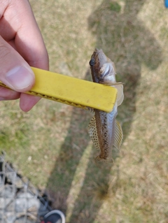 マハゼの釣果