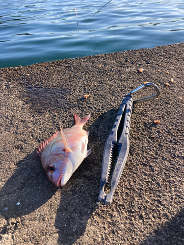 チャリコの釣果