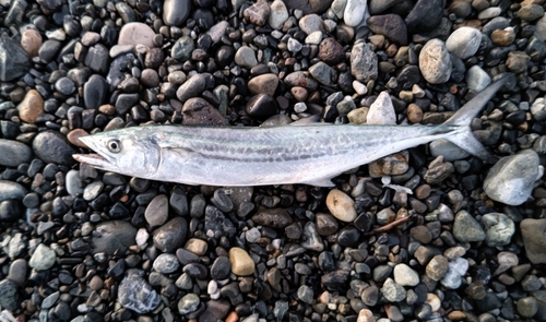 サゴシの釣果