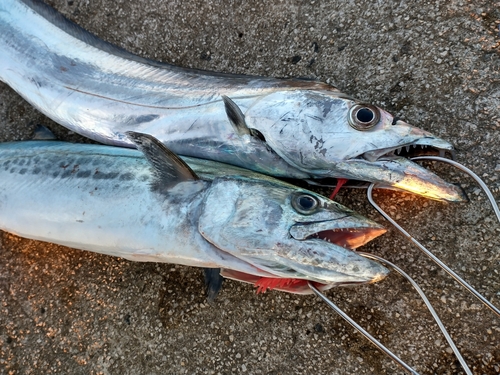 タチウオの釣果