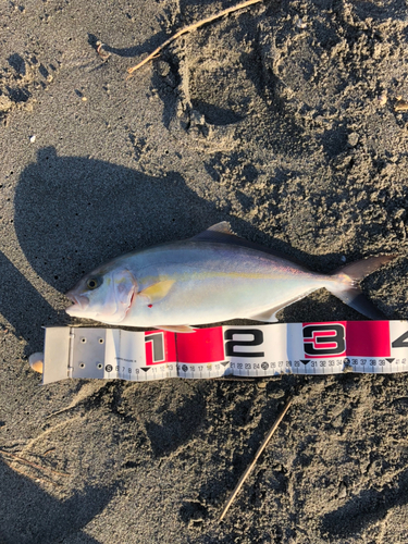 ショゴの釣果