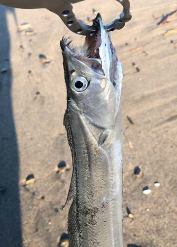 タチウオの釣果